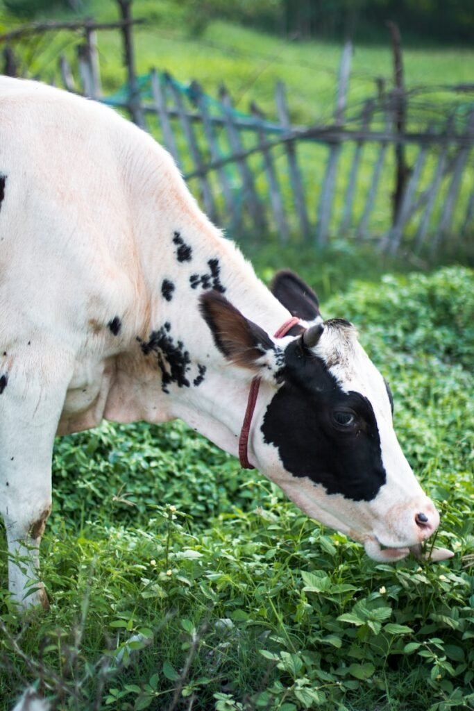 a black and white cow grazing on a lush green field